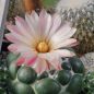 Preview: Coryphantha elephantidens cv. inermis
